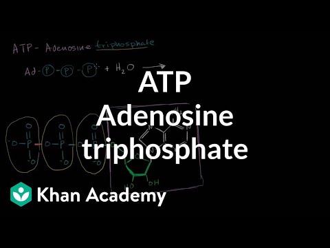 Video: Sunt componentele adenozin trifosfat?