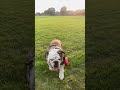 Bulldog running is slow motion!