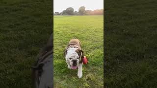 Bulldog running is slow motion!