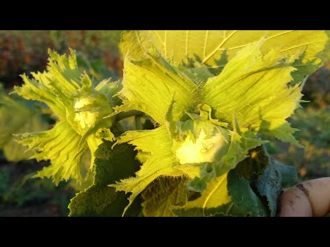 Фундук Караманівський (Президент)
