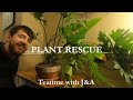 Plant Rescue E1: Split-Leaf Philodendron Care at an AirBnB