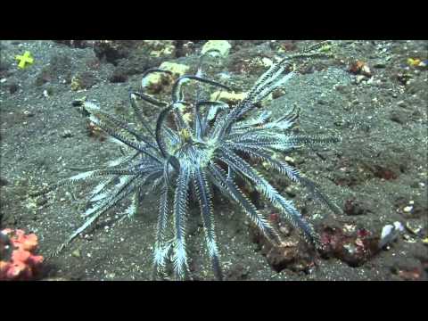 Vídeo: A estrela do mar é um crustáceo?