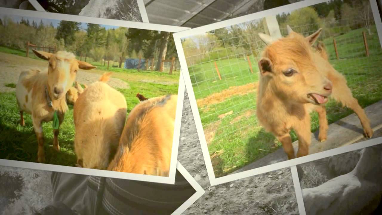Stone City Farm Meet the Goats