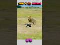 Sher Aur Hyena Ki Bhayanak Takkar!🦁#shorts #trending #viral #JungleLife #wildlife #hyena #lion
