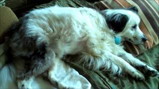 Blind Dog Rescued After  8 Years Living In The Woods