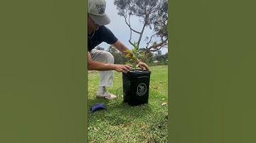 Hydroponic peppers made simple… save yourself time- grow hydroponics!