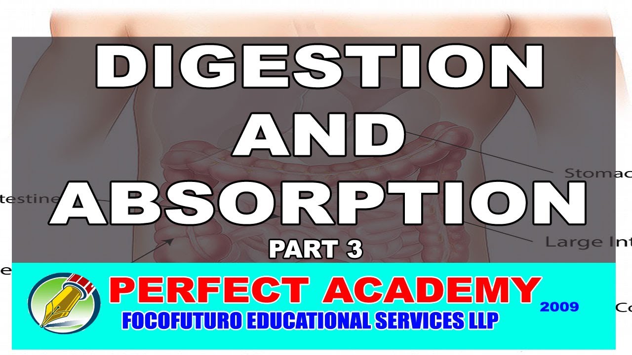 DIGESTION AND ABSORPTION PART 3 - YouTube