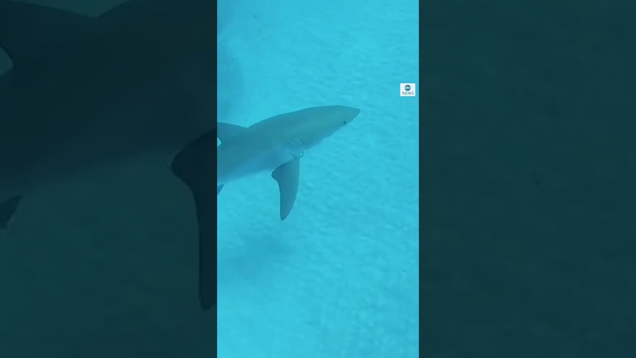 Snorkeler has close encounter with Great White shark l ABC News