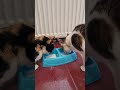 Milk Time for the Kitties! 🥛🐱 #cat #cute
