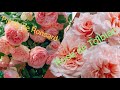 Плетистые розы рекомендую 