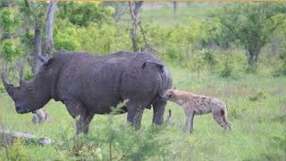 Aslan ve sırtlan kavgası ölümüne kapışması