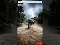 400-Feet Giant Snake Spotted in the Amazon River | Unbelievable Footage!🐍 #usashorts #wildlife