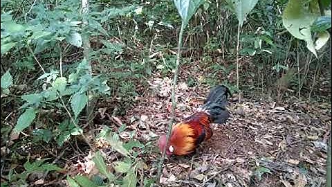 bẫy gà rừng mới nhất 21/1/2022 cuab Qaib qus tuaj zoo kawj