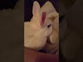 BUNNY IS SO JEALOUS!!! OMG!