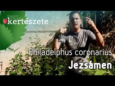 Videó: Ismerje meg a szintetikus talajtakarót a kertben – Tudja meg a kertészkedést