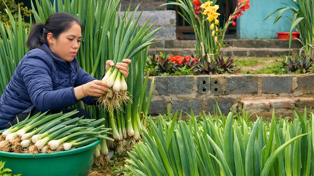 Harvesting green onions and vegetables to sell - My mother-in-law took care of me when I was sick