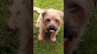 Henry the terrier #henry #dog #keef #band #newmusic #shorts #video #nature #wildlife #funny #cute