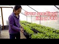 Grow vegetables seedlings like a pro,  Save your money from buying in store. Grow more and better.