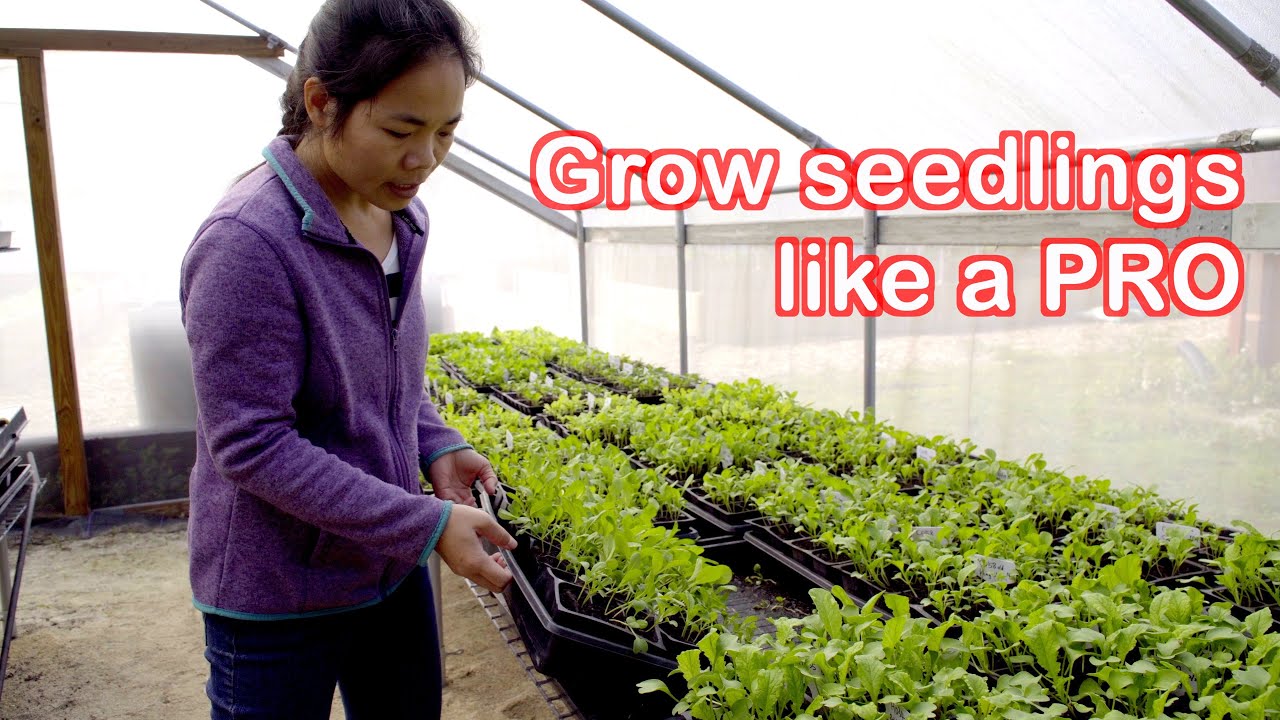 Grow Vegetables Seedlings Like A Pro Save Your Money From Buying In Store Grow More And Better Youtube