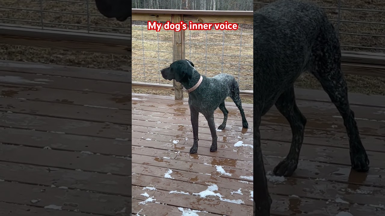 Мысли о GSP. #gsp #собака #собачьяжизнь