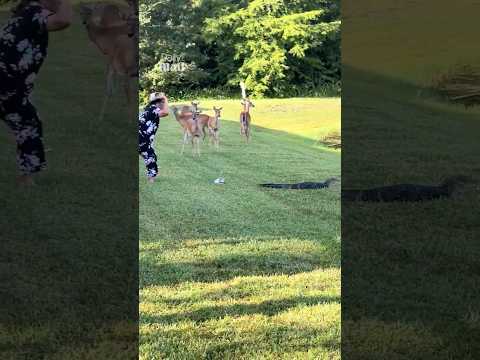 Alligator runs off with Florida woman's shoe
