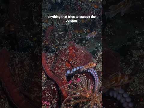 Why Do Rockfish Follow Giant Pacific Octopus?