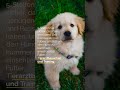 10 Tipps für die Anschaffung eines Hundes: Was Sie wissen sollten #shorts