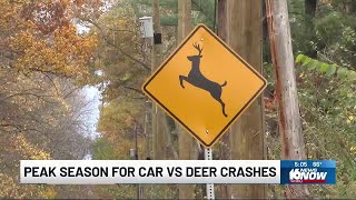 Oh Deer: It’s peak season for car-deer crashes in Michiana