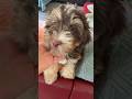 Please, Don’t leave! #cute #puppy #doodles #cutepuppy #funny #cuteanimalsworld #dogs #shorts #pets