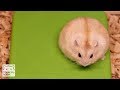 冬に向けて増量中（？）。【ハムスター】/Hamsters gain weight for winter.