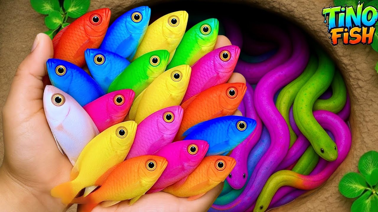 Catch colorful ornamental fish in tiny pond, baby turtle, goldfish, platy fish, betta fish, eel, koi