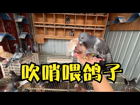 吹吹哨子，餵餵鴿子，只要是養鴿子的人，隔著屏幕也能感受到快樂