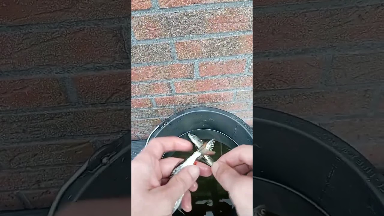 Zander Köderfisch Montage