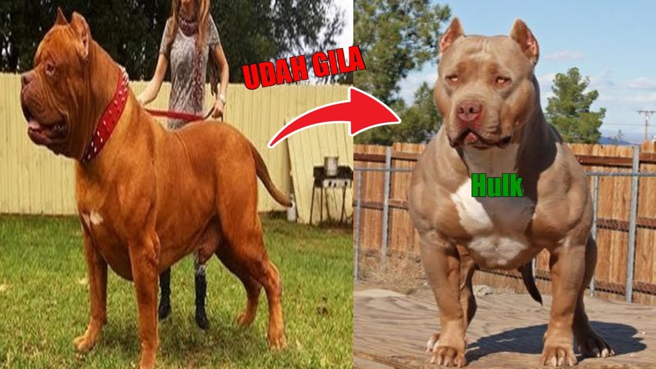 Anjing Pitbull Ini Sangat Besar Tapi Bisa Menjaga Anak Kecil Lho