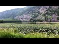 Waterfowl and calm moment at Harlequin Lake