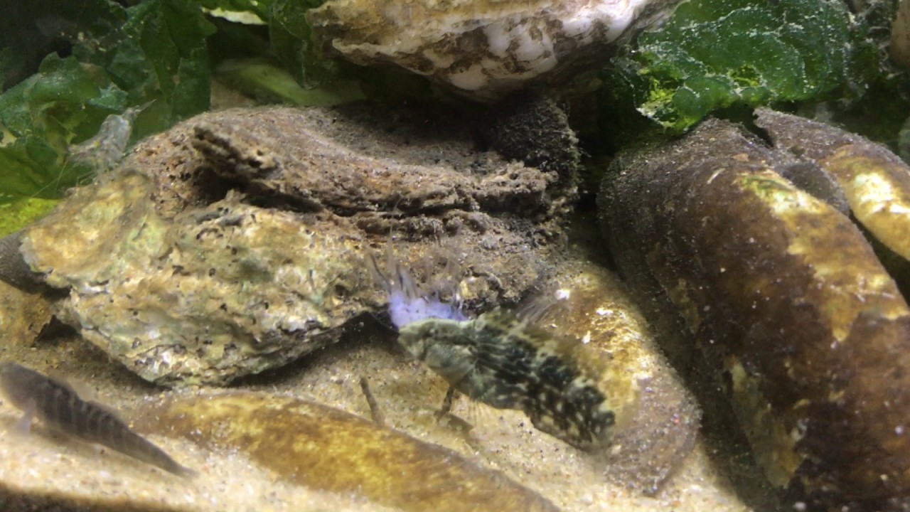 brackish blennies gobies and