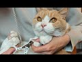 褒めて育てる｜パパと愛猫の休日ルーティン【猫との暮らし方】