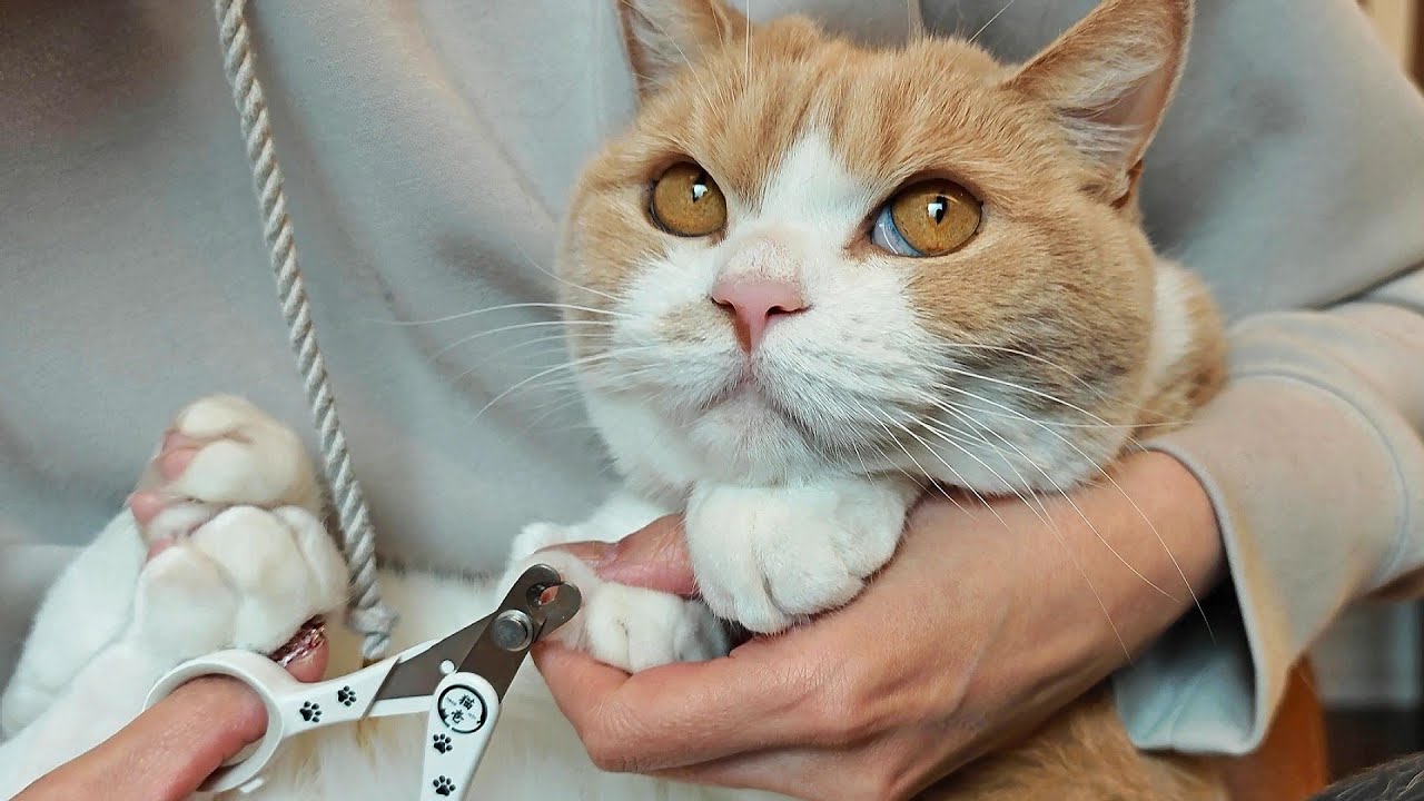 褒めて育てる｜パパと愛猫の休日ルーティン【猫との暮らし方】