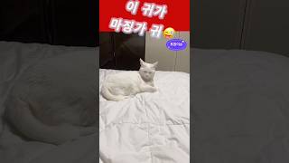 잠시 어린 시절 마징가제트가 생각나서 올려봅니다😁 #고양이 #cat #강아지 #shorts_video #마징가#옛날사진
