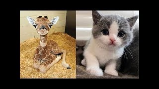 So many cute kittens videos compilation 2018 #1 - FunnyAnimals