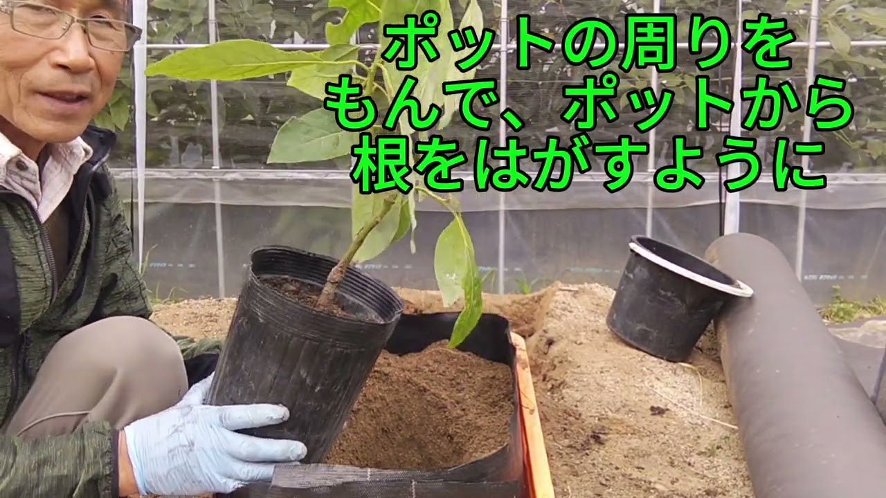 アボカド苗をコンテナーに植付方法　unknoaa