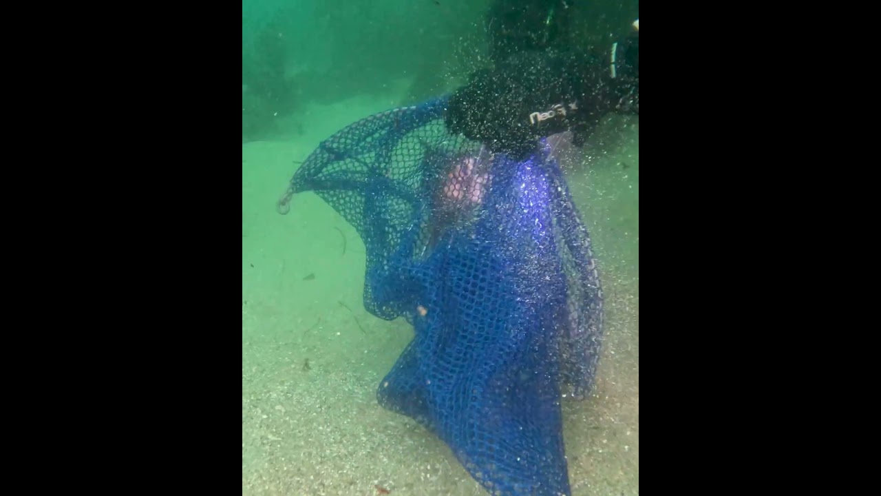 Spearing Kelp Bass in La Jolla