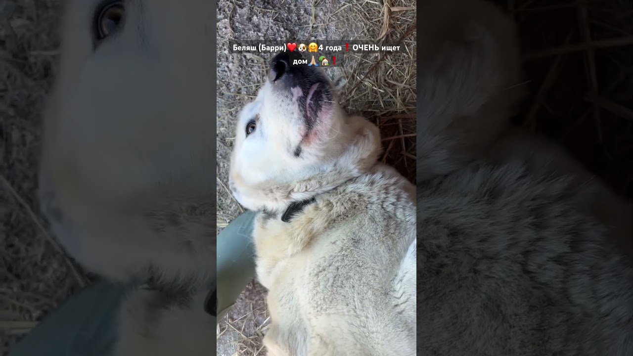 Ну что тут еще добавить, сами все видите❤️🤗🐶невероятно милый пес🙏🏼🏡