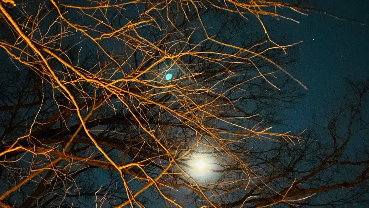 live-nightly-pip-evening-sights-sounds-owl-calls-string-lights