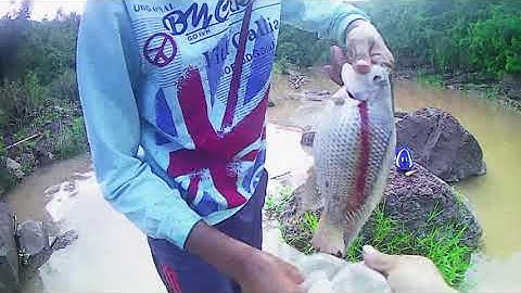 CÂU CÁ RÔ ĐỒNG /Cuộc Sống Ở Nông Thôn