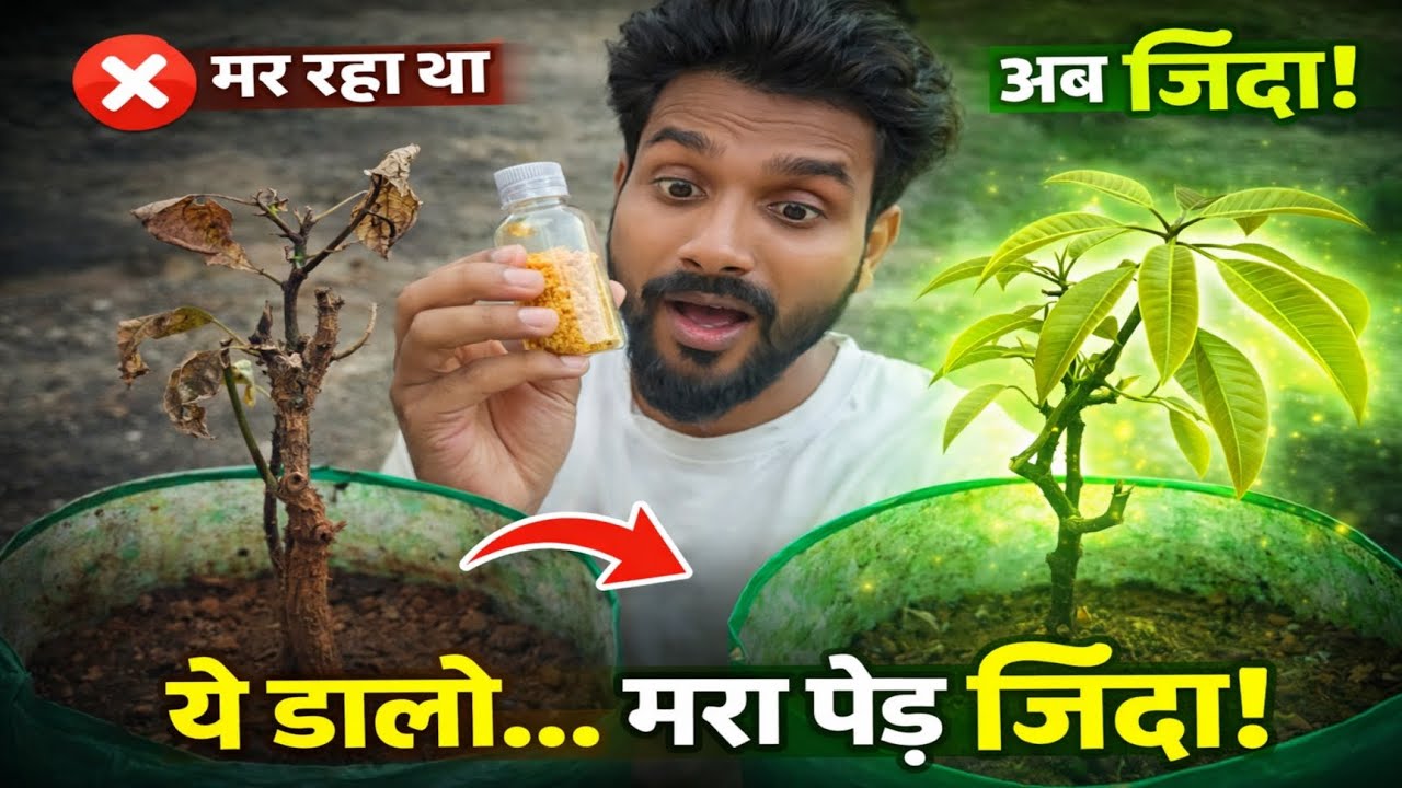 सूखा आम का पौधा कैसे जिंदा करें | Mango Plant Recovery Experiment - YouTube