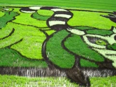 北海道旭川市東鷹栖　田んぼアート2012