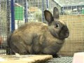 Голландские кролики: обыкновенный и вислоухий карликовый