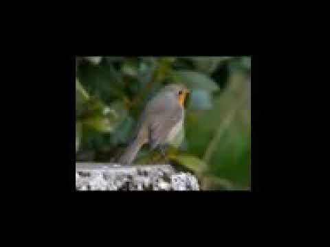 صوت ابوحن ابو الحناء صوت ممتاز للصيد