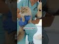 💥😿 ¿Qué está pasando con la SALUD MENTAL de los VETERINARIOS?